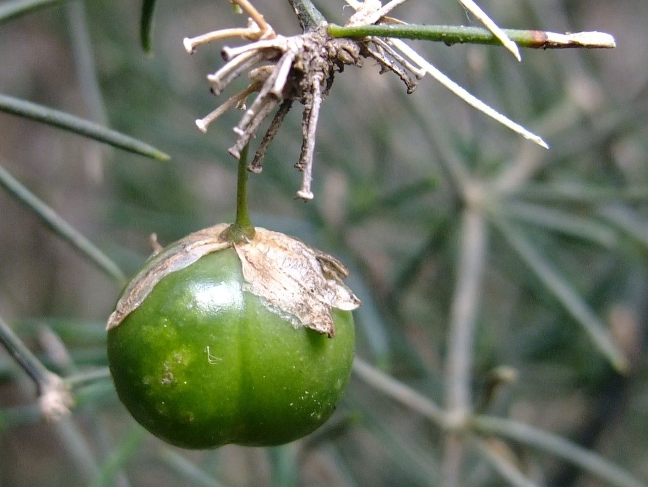 Asparagus plocamoides fruit
