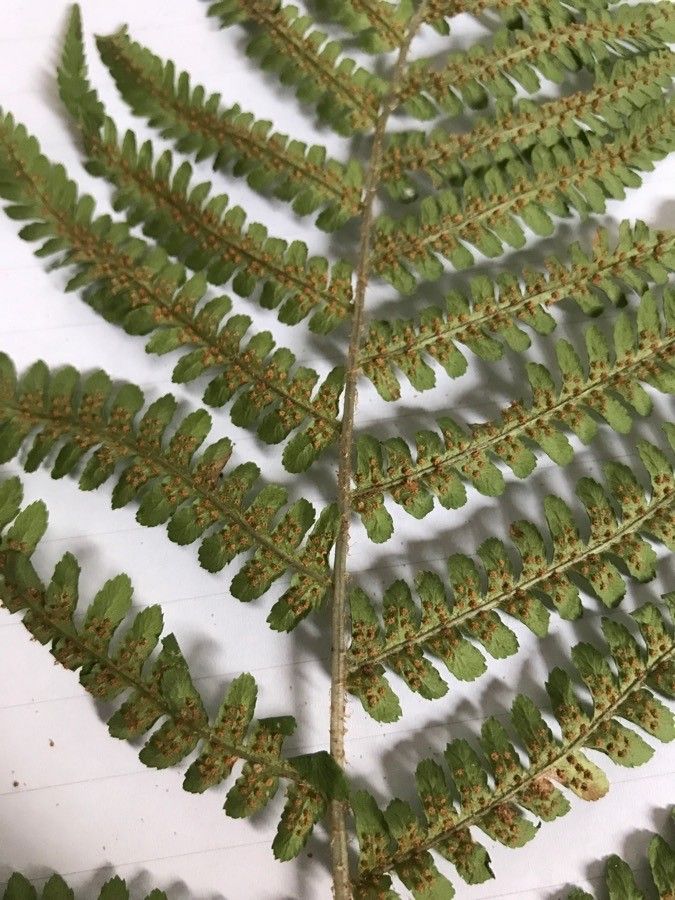 Cyathea multiflora flower