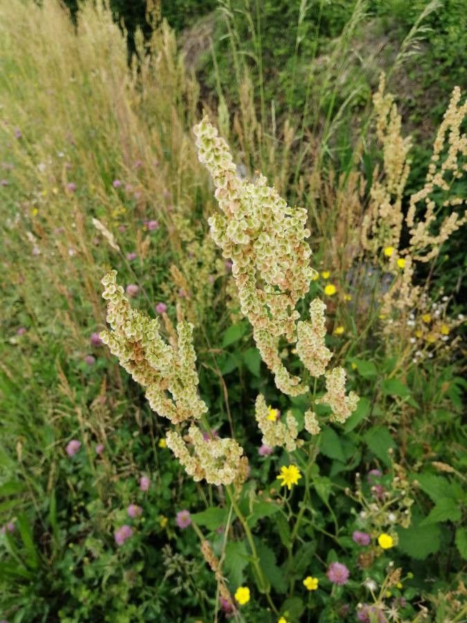 Rumex intermedius fruit