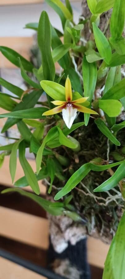 Dinema polybulbon flower