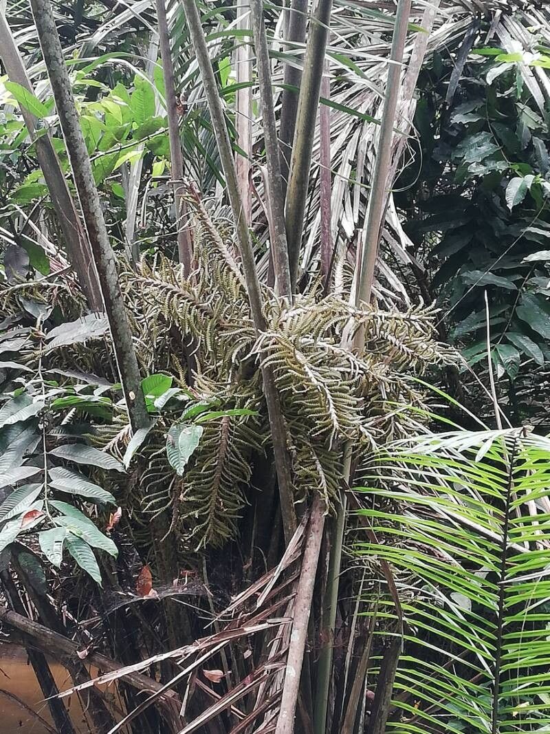 Raphia laurentii flower