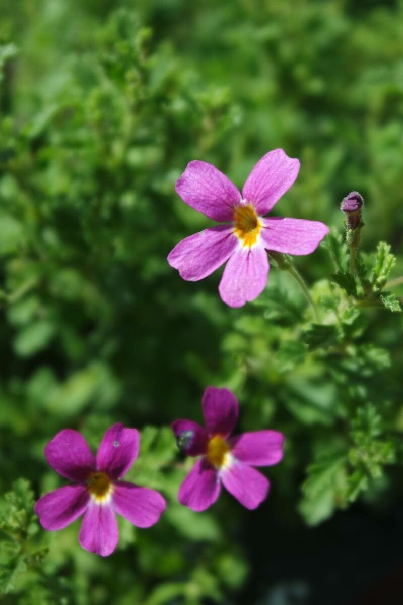 Primula suffrutescens flower