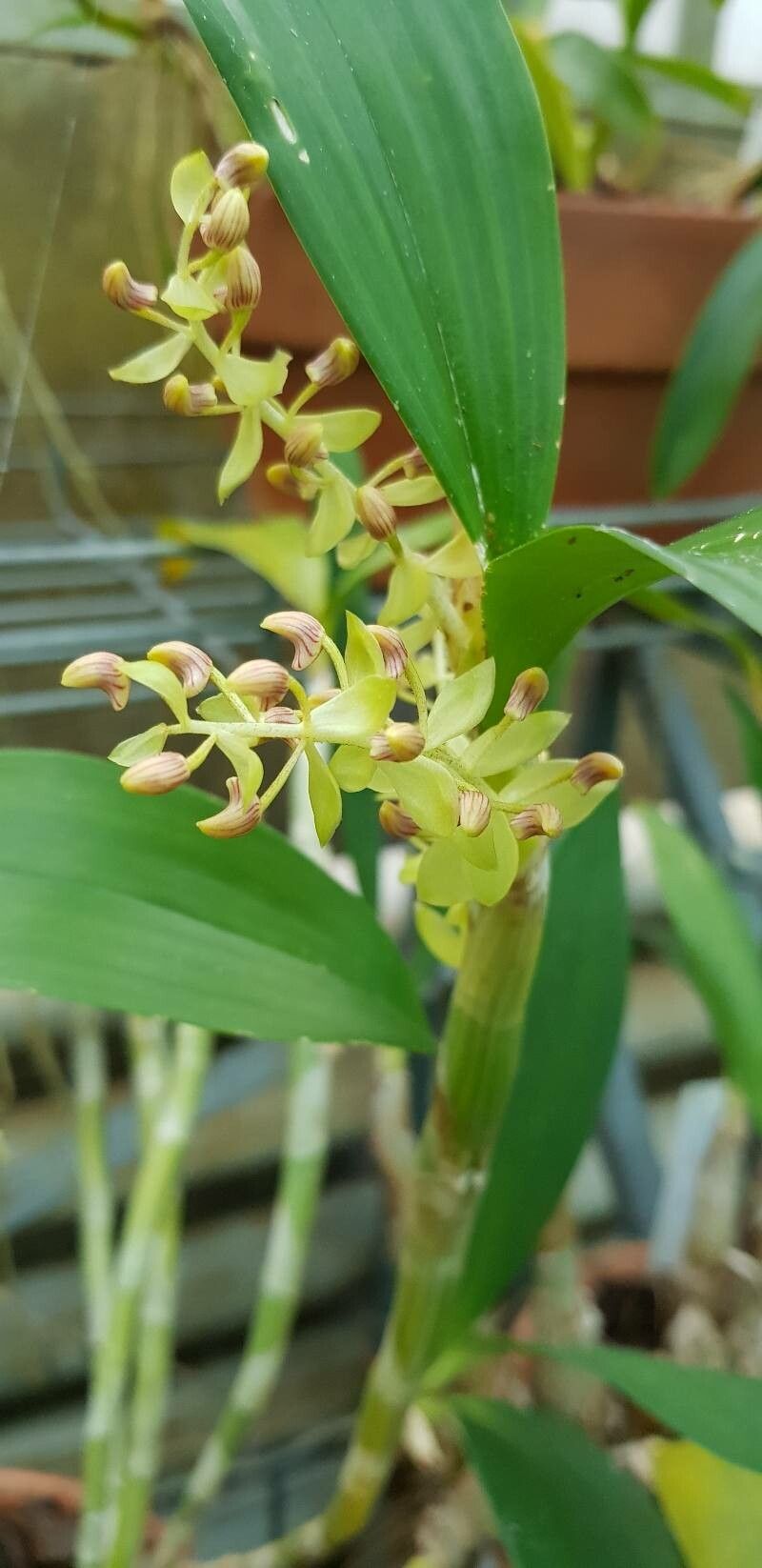 Pinalia amica flower