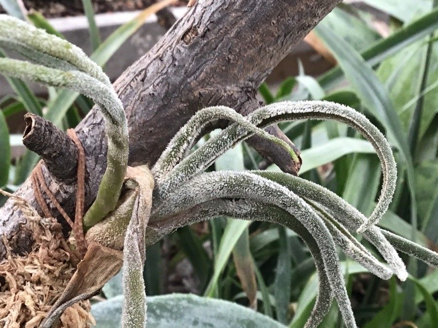 Tillandsia seleriana — houseplant care guide