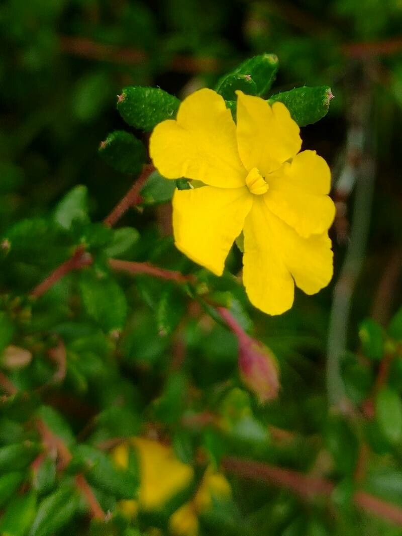 Hibbertia empetrifolia flower