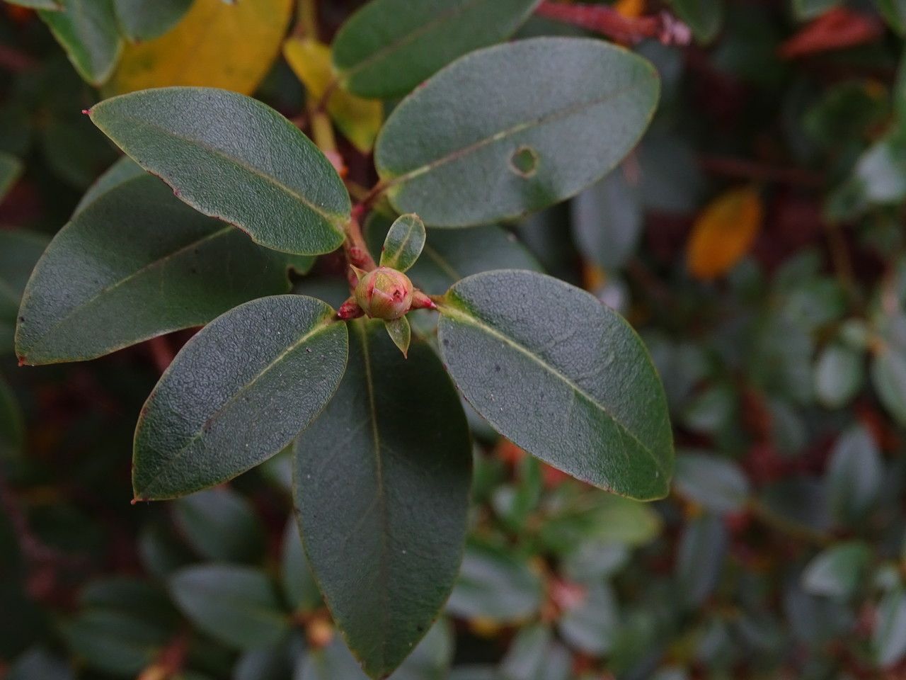 Rhododendron concinnum — houseplant care guide