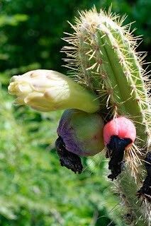 Pilosocereus curtisii flower