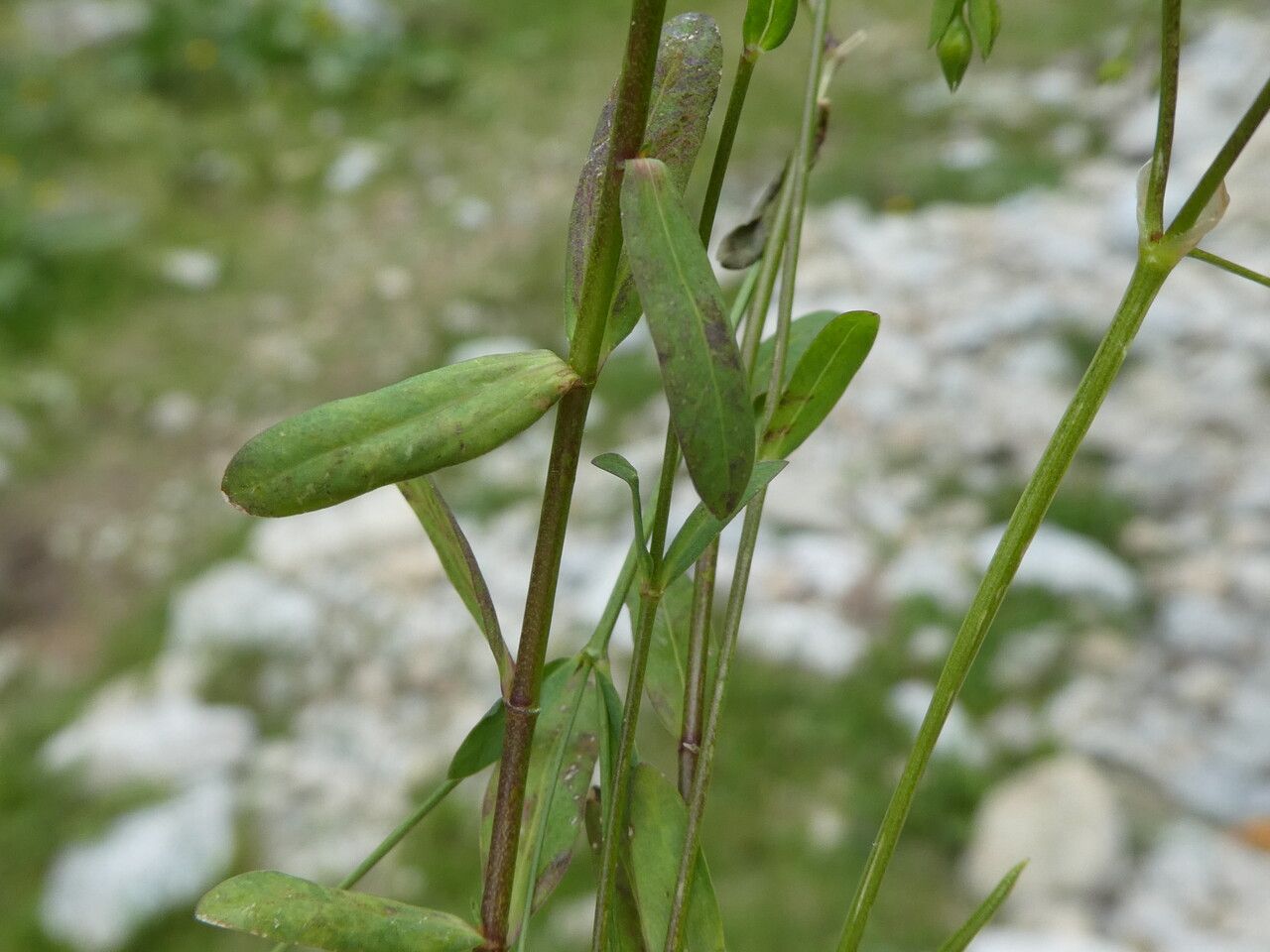 Linum catharticum — search result for 'Linaceae'