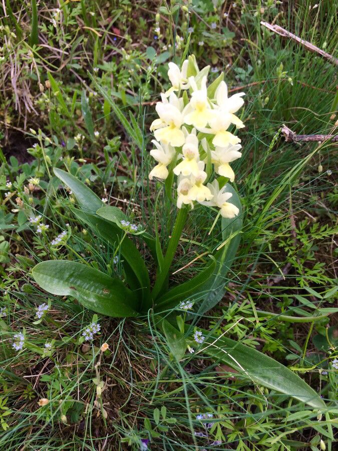 Dactylorhiza insularis leaf