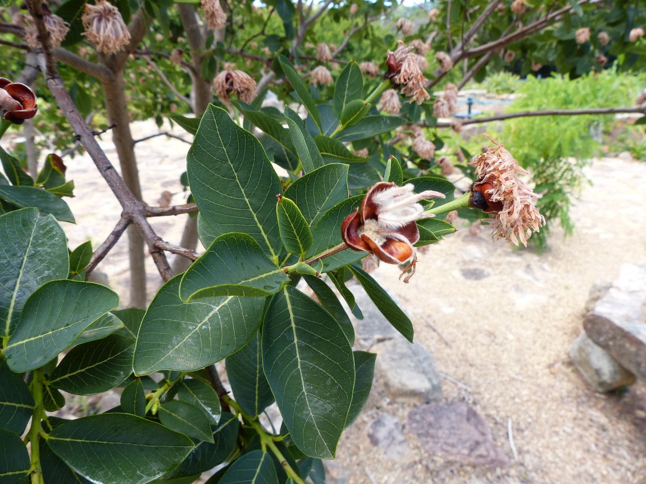 Dais cotinifolia fruit
