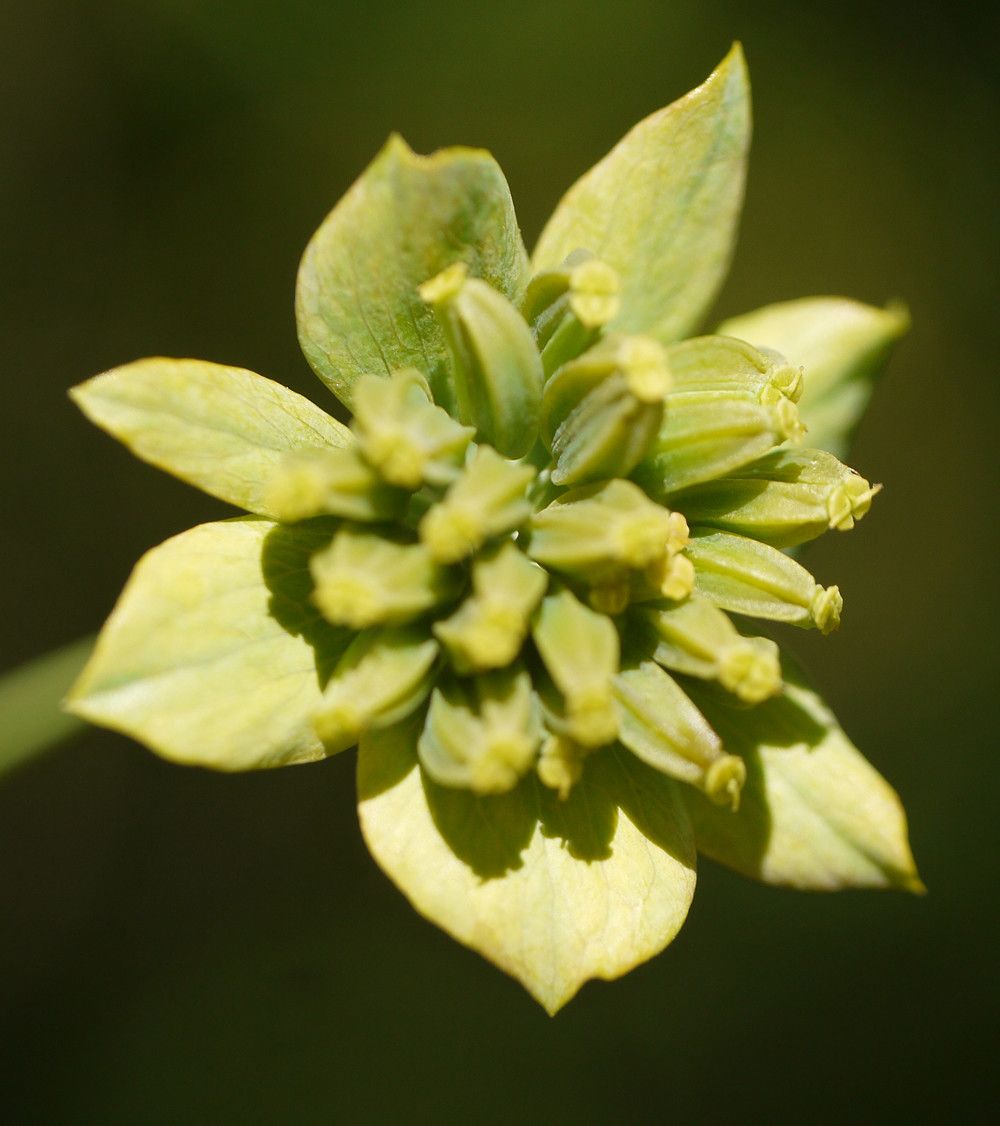 Bupleurum longifolium fruit