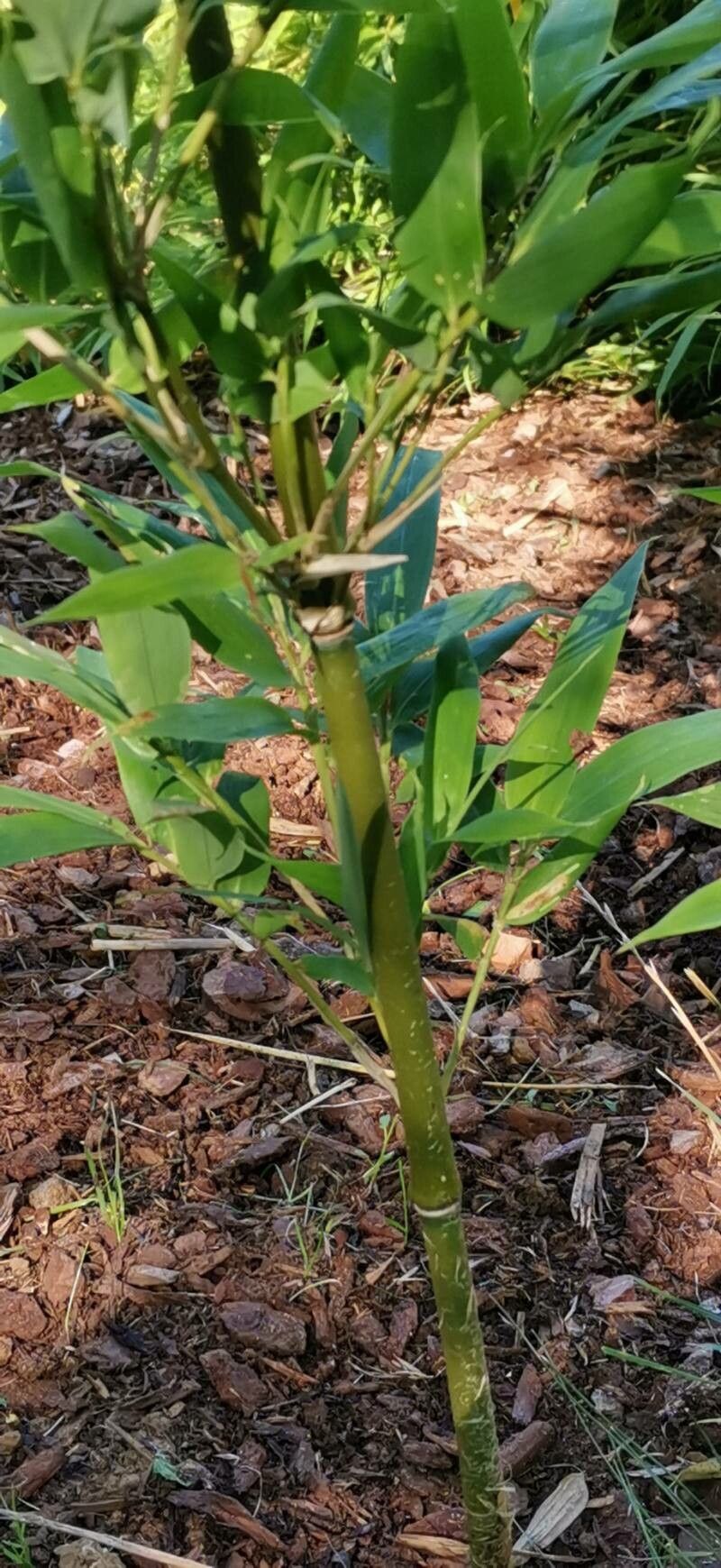 Sinobambusa tootsik bark