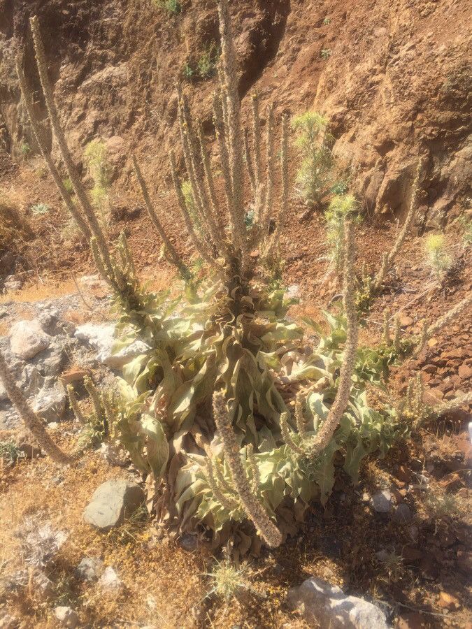 Verbascum sinaiticum leaf