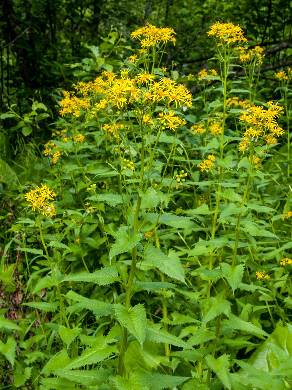 Senecio triangularis habit