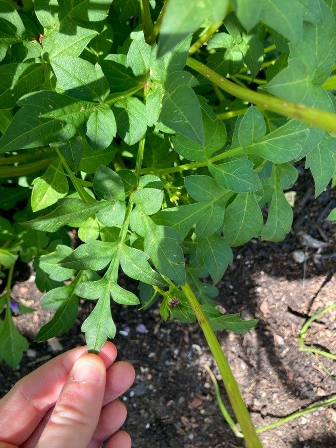 Dahlia merckii — search result for 'Herbaceous perennial flowering plant'