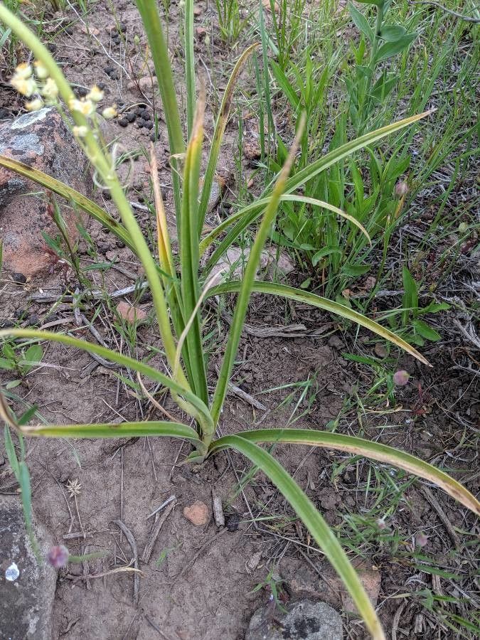 Toxicoscordion paniculatum — houseplant care guide