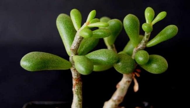 Tylecodon decipiens — houseplant care guide