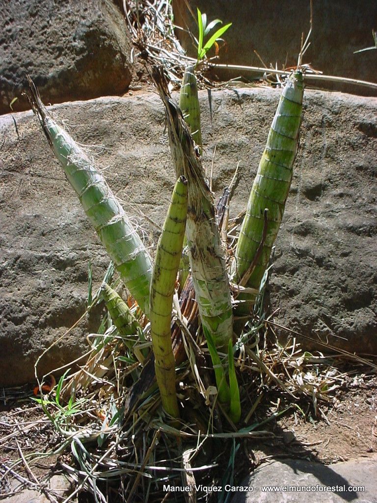 Cyrtopodium macrobulbon bark