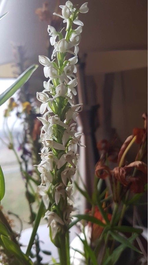 Spiranthes magnicamporum flower