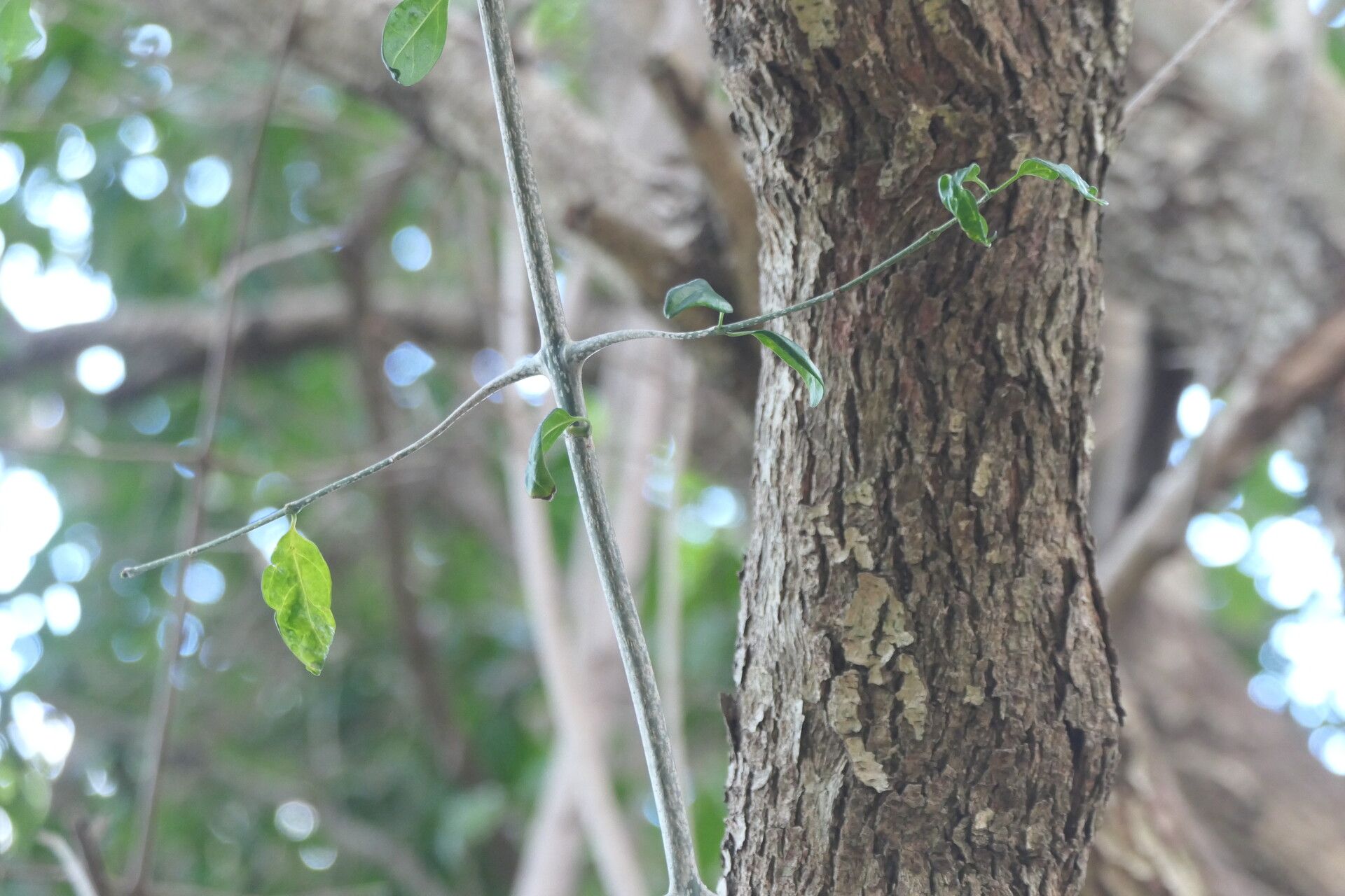 Canthium inerme leaf