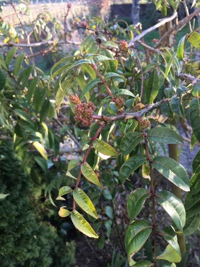 Zanthoxylum clava-herculis flower