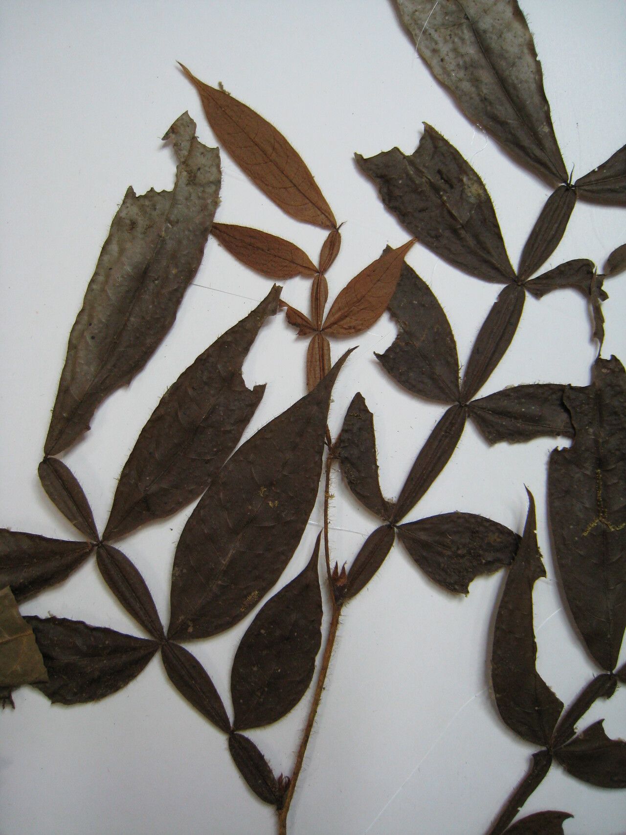 Inga poeppigiana — houseplant care guide