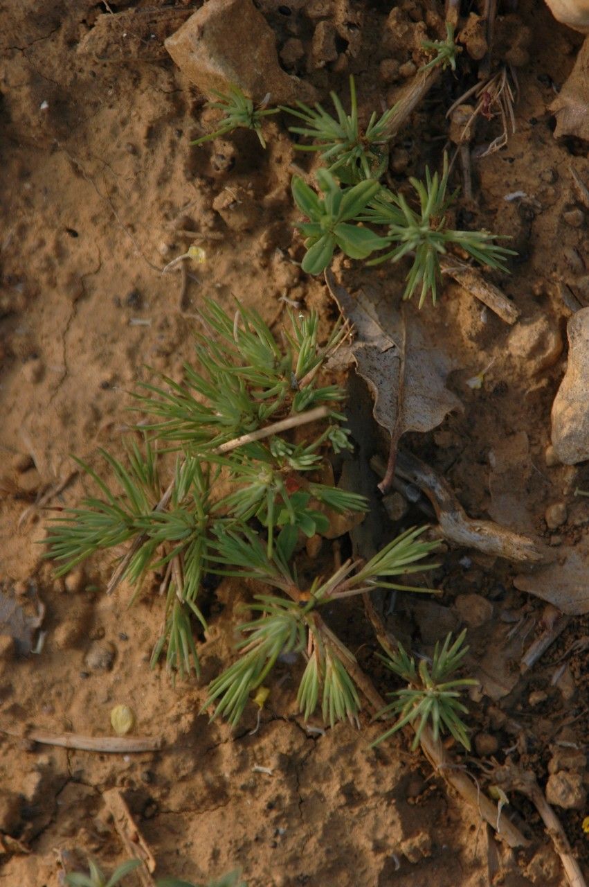 Polycnemum majus habit