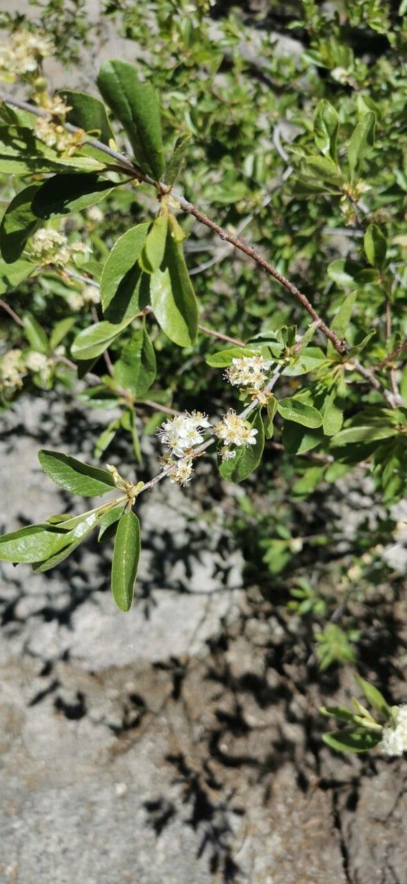 Amelanchier pallida — search result for 'western US'