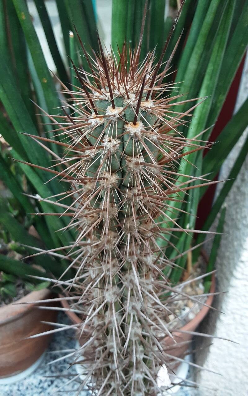 Leucostele deserticola habit