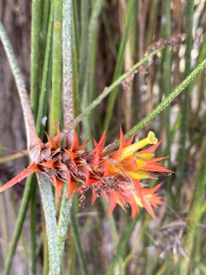 Acanthostachys strobilacea flower