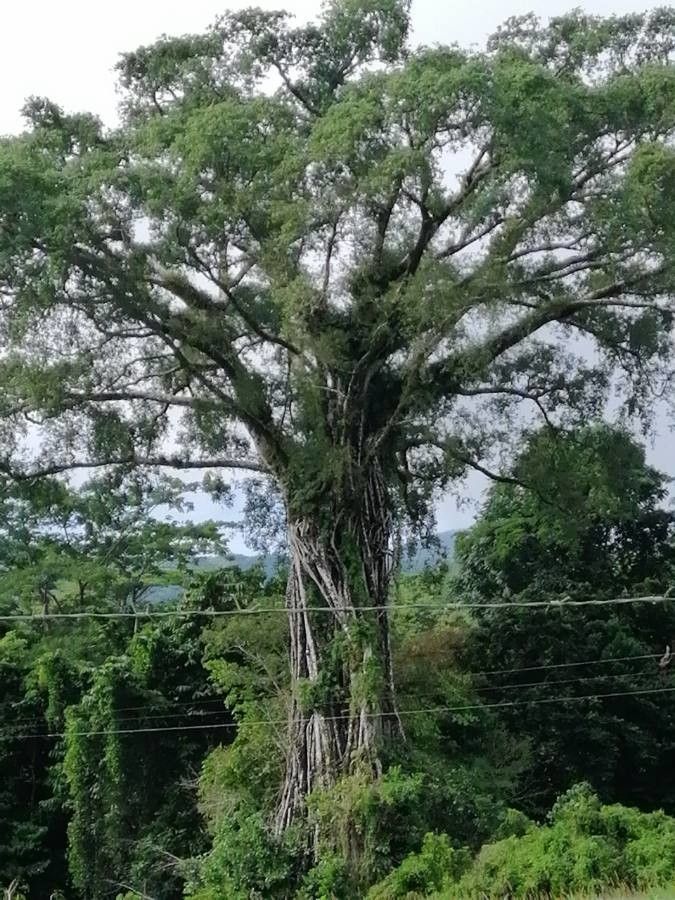 Ficus obliqua flower