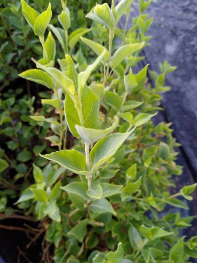 Justicia candicans — search result for 'Justicia'