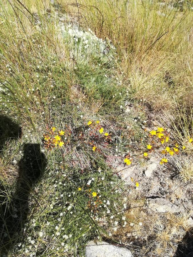 Hypericum linariifolium habit