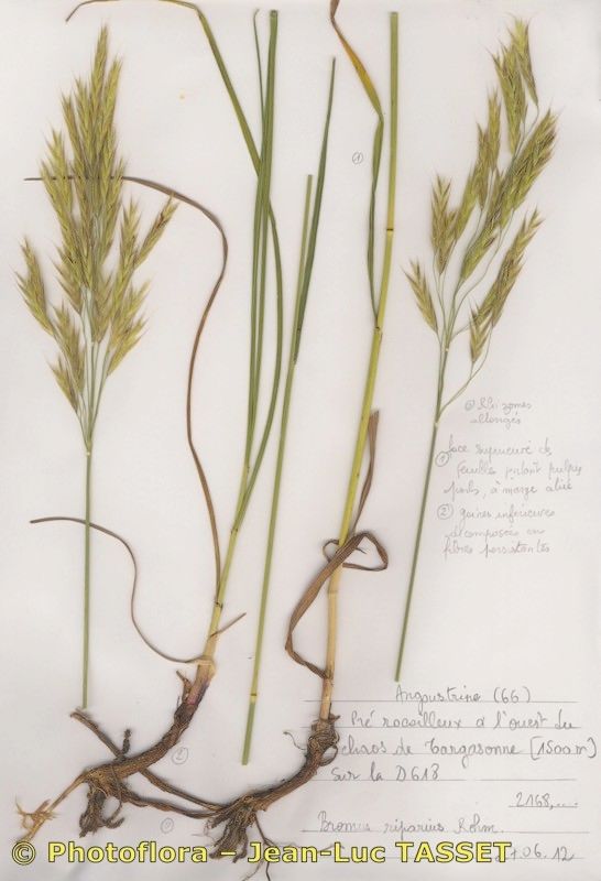 Bromopsis riparia habit