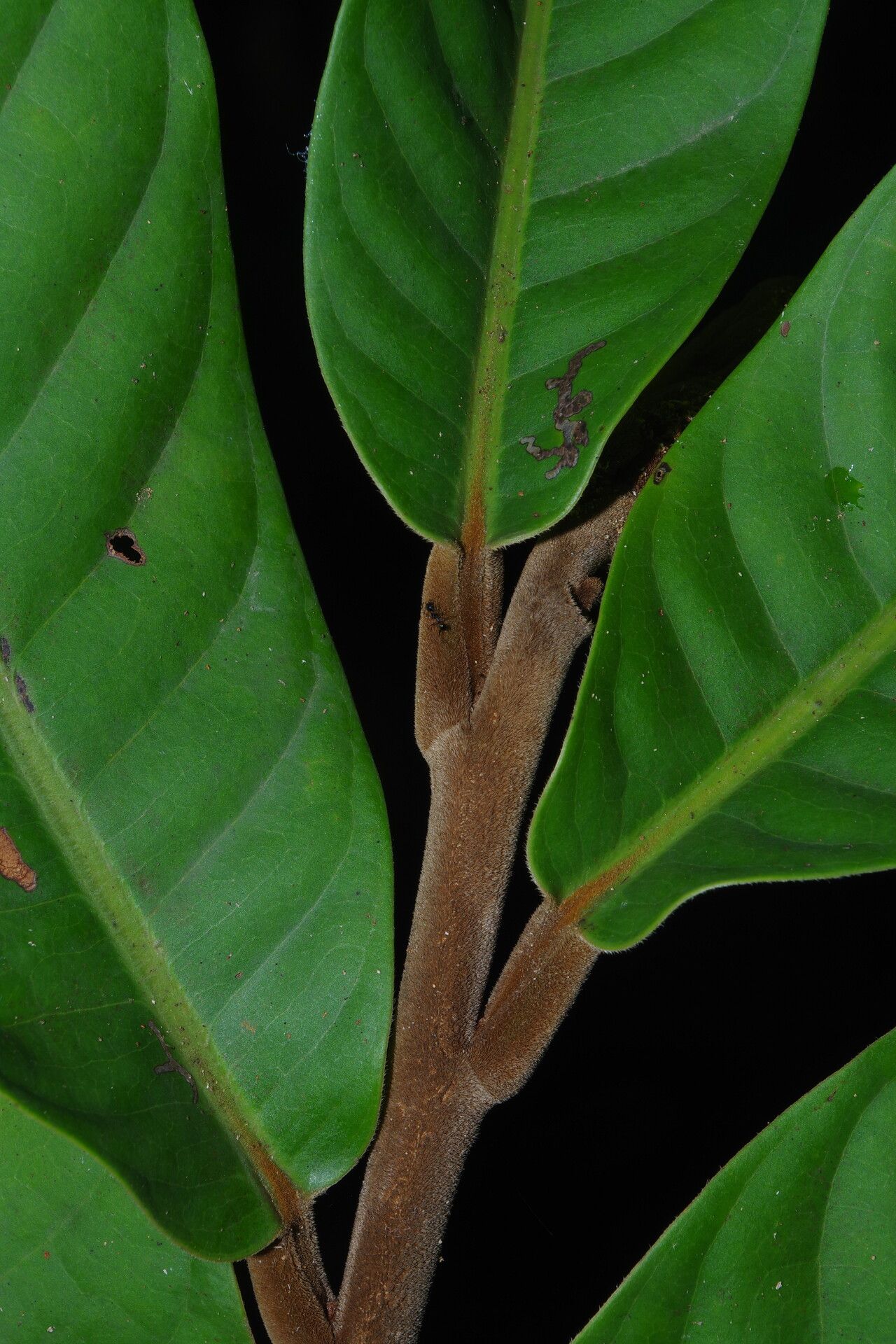 Uvariodendron calophyllum — related species from the same genus