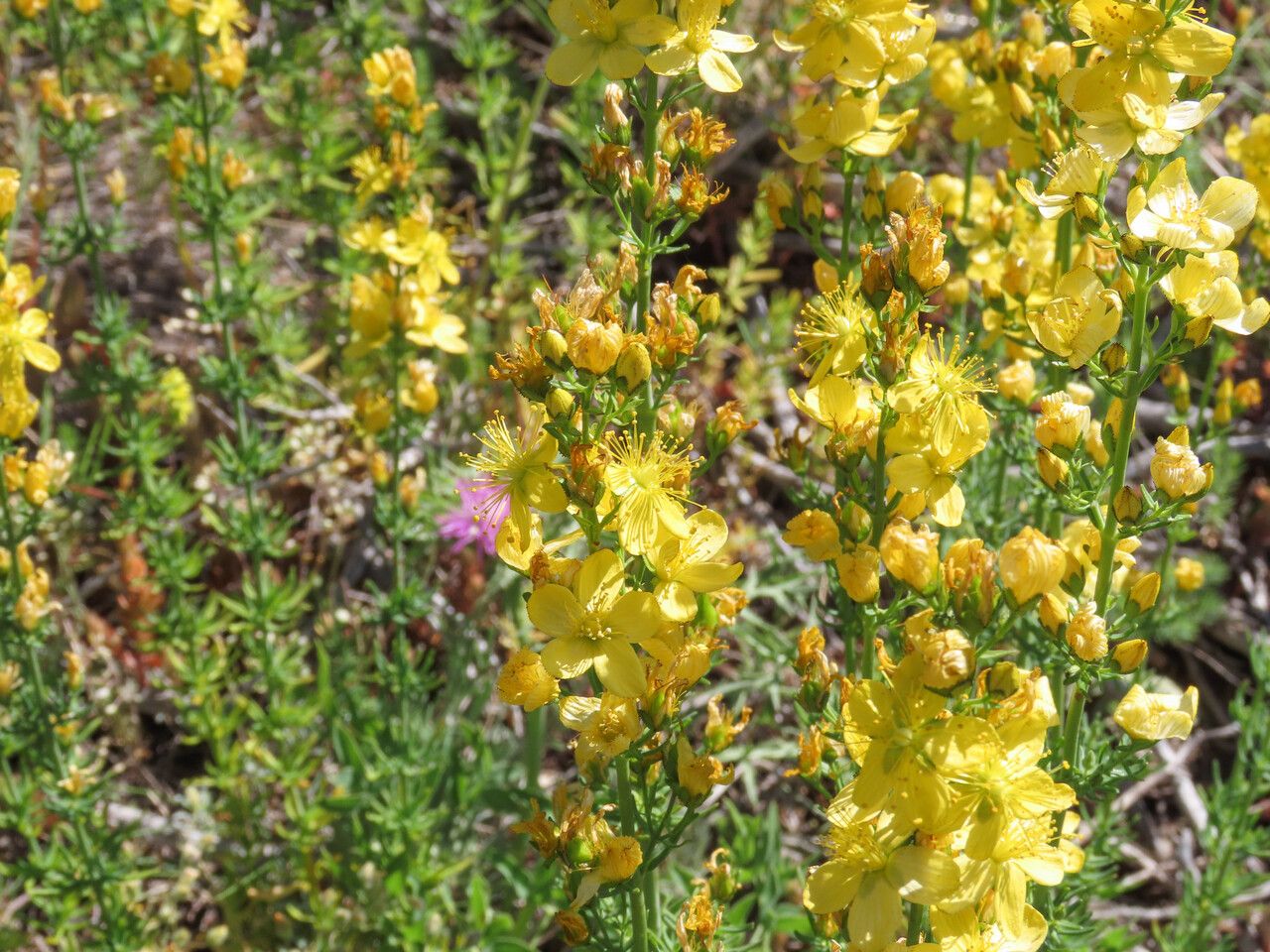Hypericum hyssopifolium flower