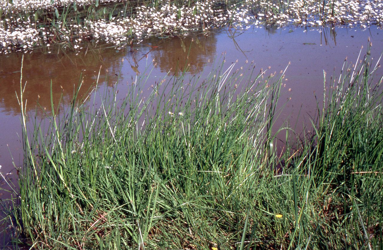 Alopecurus utriculatus habit