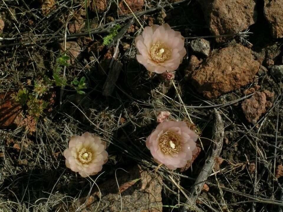 Opuntia fragilis flower