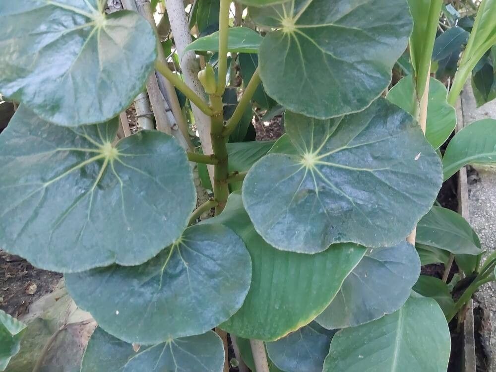 Begonia obdeltata — houseplant care guide