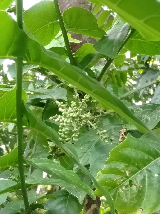 Dysoxylum gaudichaudianum flower