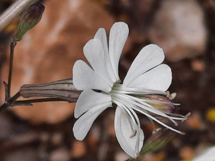 Silene italica flower