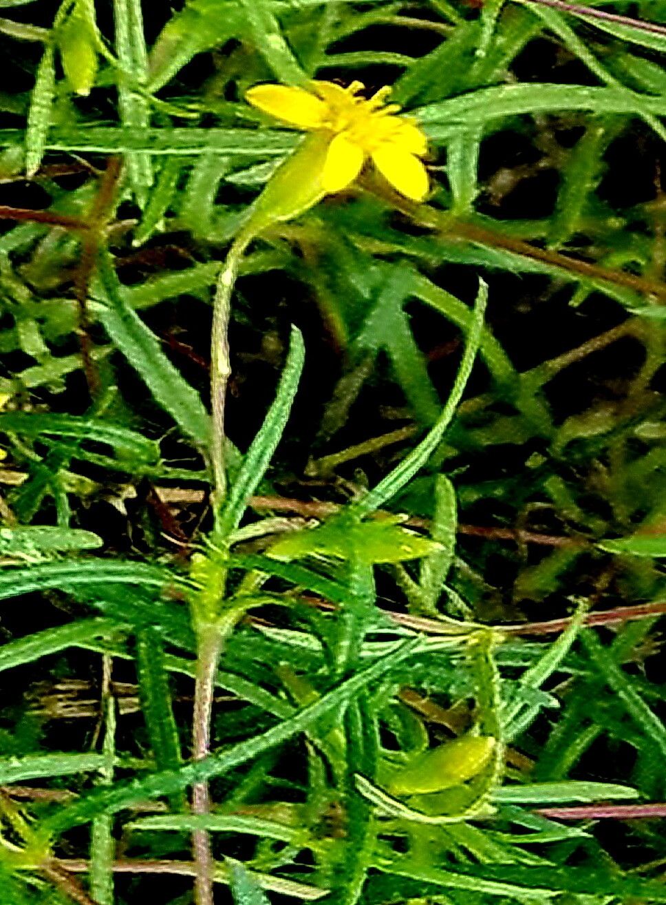 Pectis glaucescens — houseplant care guide