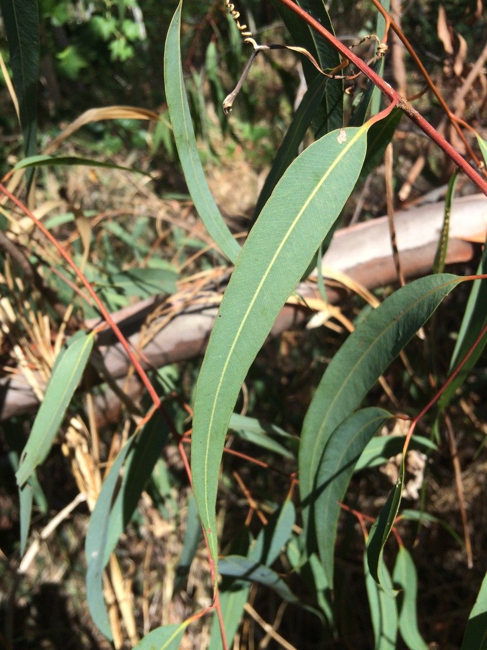 Eucalyptus citriodora — search result for 'Eucalyptus'