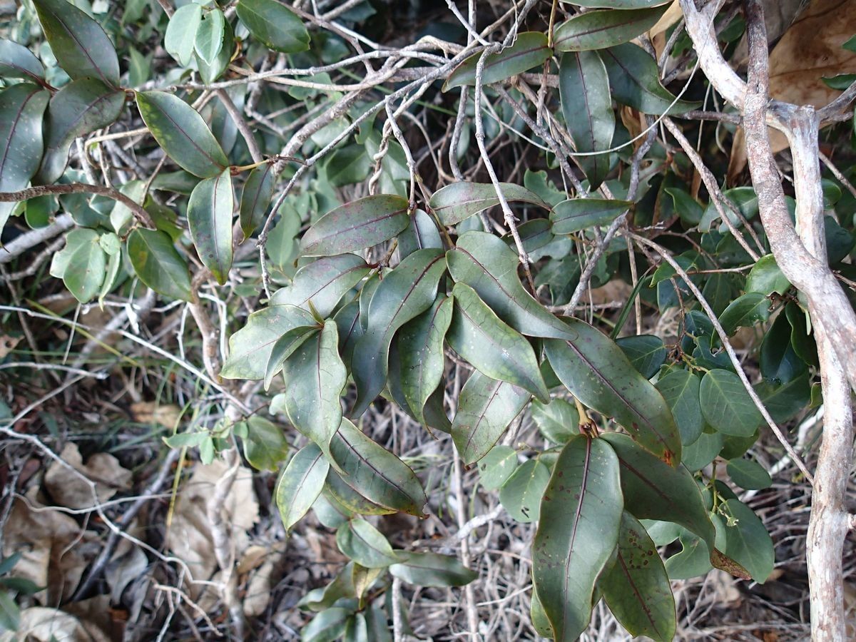 Gynochthodes truncata habit