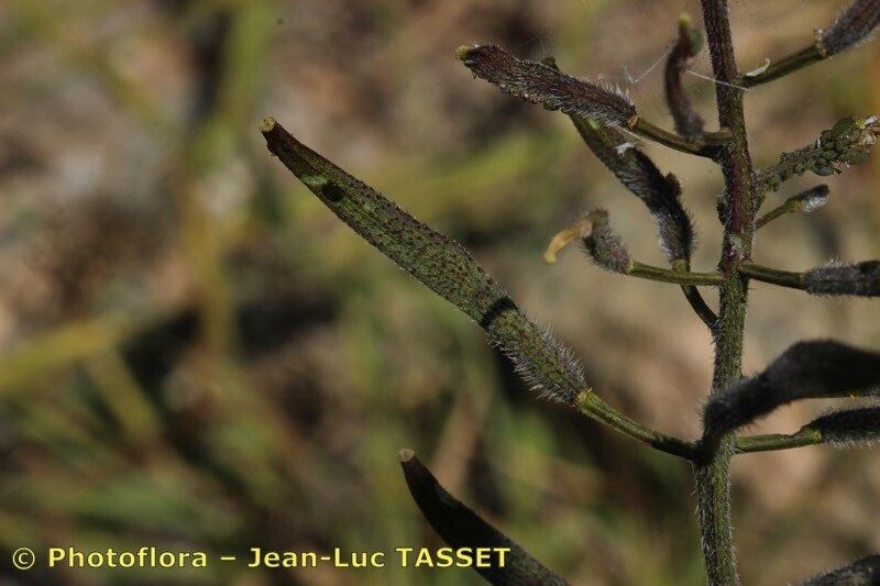 Sinapis flexuosa fruit