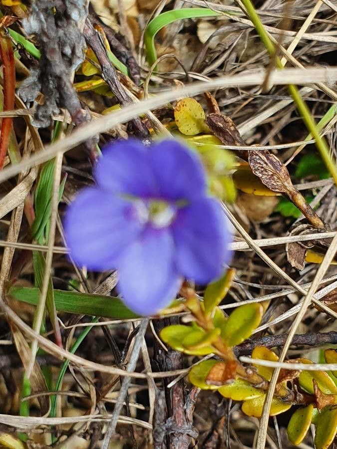 Veronica glandulosa — houseplant care guide