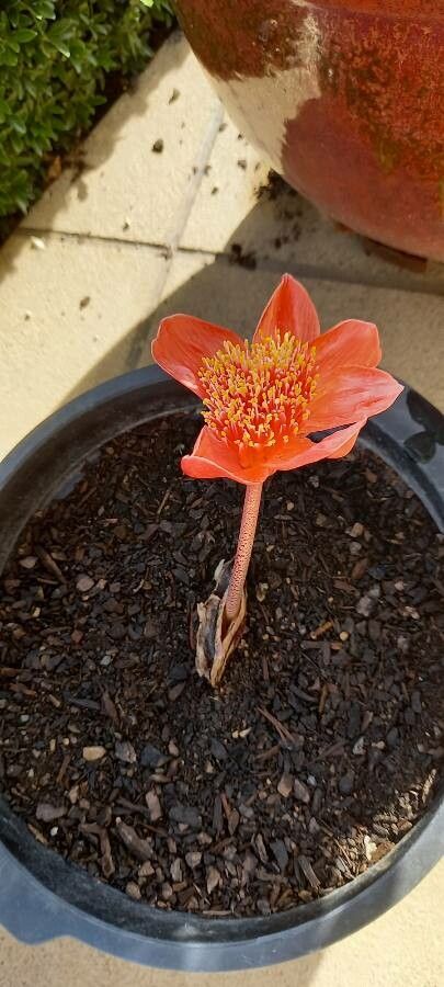 Haemanthus coccineus flower