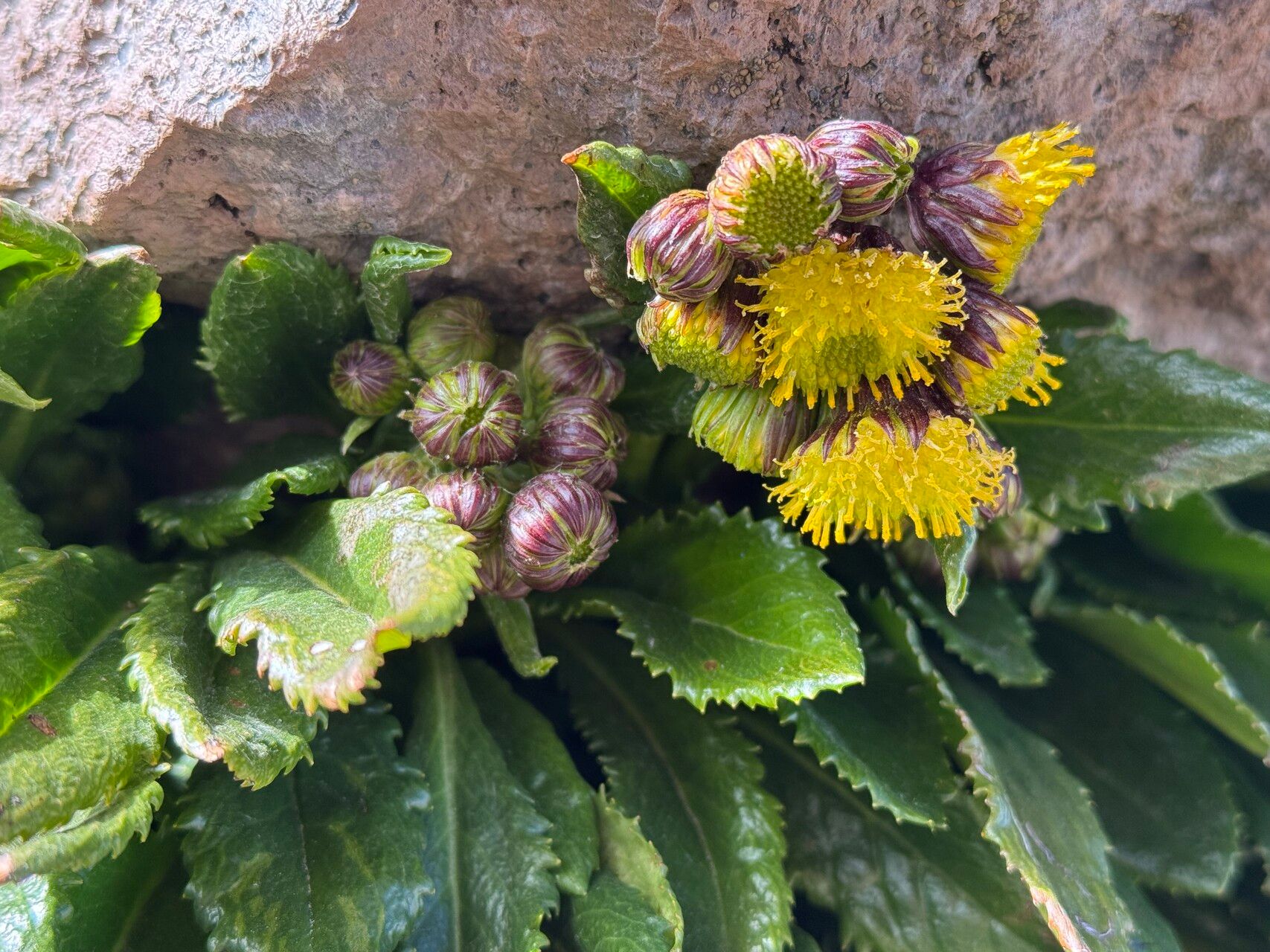 Senecio violifolius flower