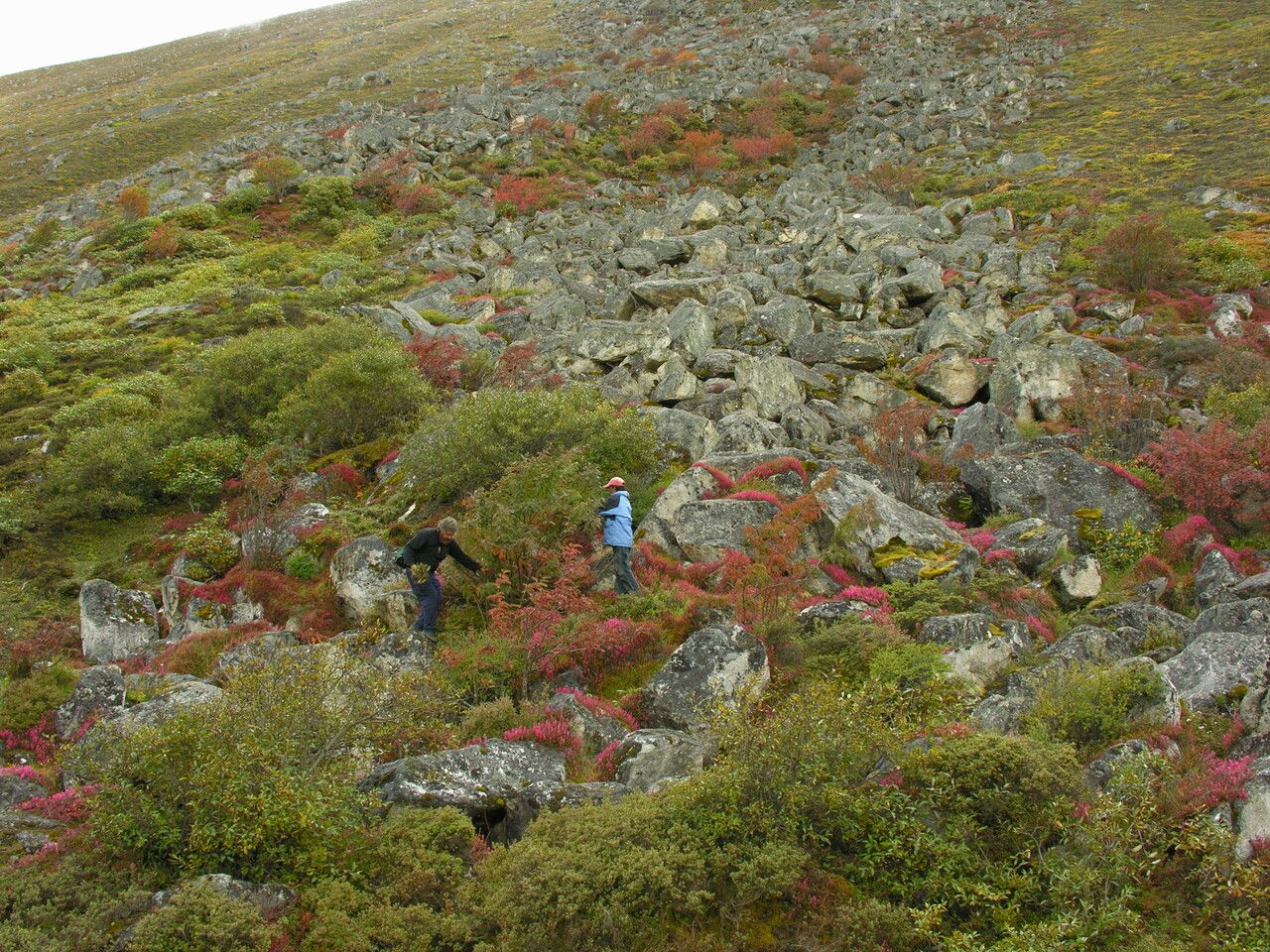 Sorbus foliolosa other