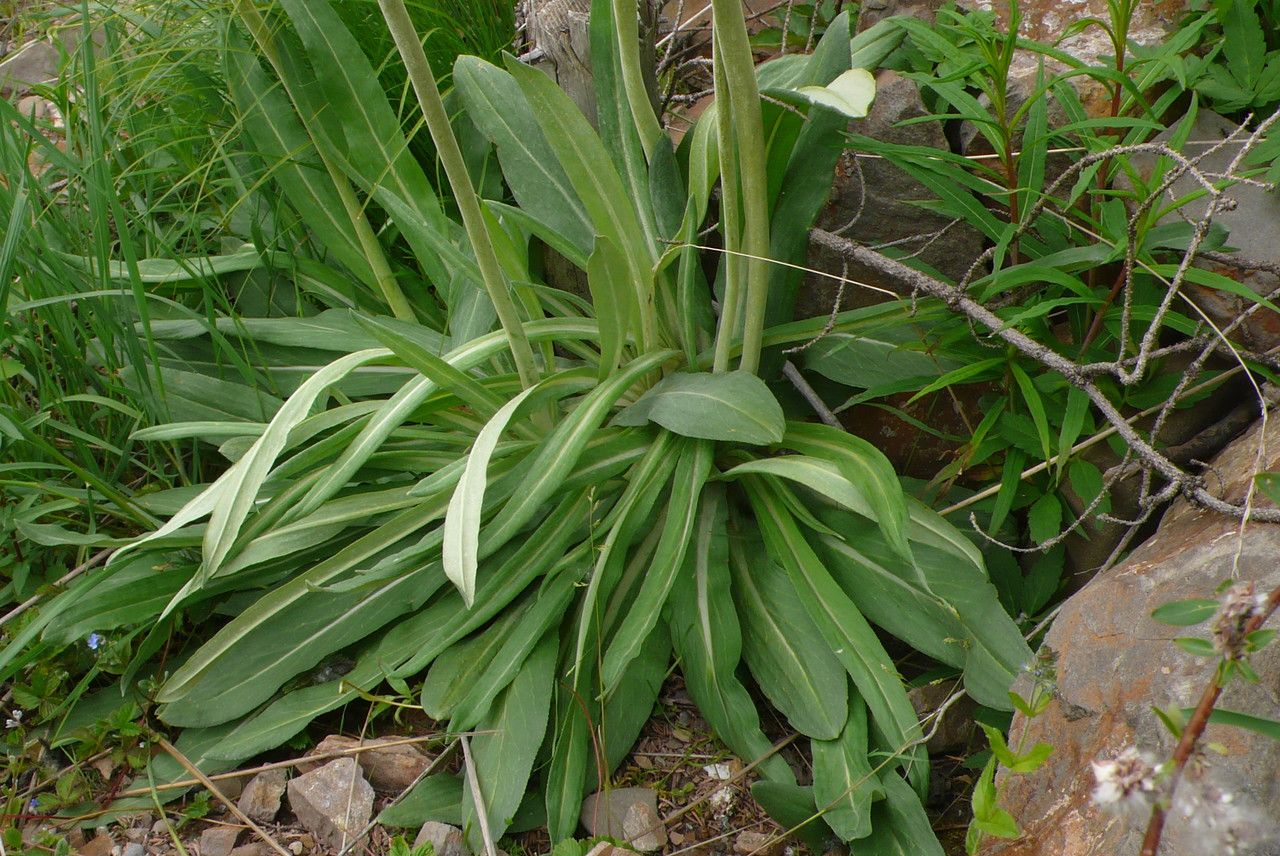 Primula orbicularis — houseplant care guide